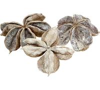 Landlotus Blanc lavé 6-12cm 50 pcs - Fleur séchée décorative pour le deuil, les commémorations et l'Avent