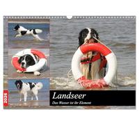 Landseer - Das Wasser ist ihr Element (Wandkalender 2026 DIN A3 quer), CALVENDO Monatskalender: Landseer sind eine besondere Hunderasse die besonders das Wasser lieben und dort in ihrem Element sind.
