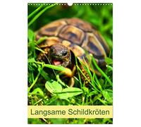 Langsame Schildkröten (Wandkalender 2026 DIN A3 hoch), CALVENDO Monatskalender: Einzigartige Reptilien: Land- und Wasserschildkröten