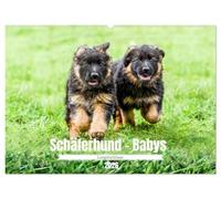 Langstockhaar - Schäferhund - Babys (Wandkalender 2026 DIN A2 quer), CALVENDO Monatskalender: Ein Besuch bei wunderschöne Welpen der langhaarigen Variante des Deutschen Schäferhundes.