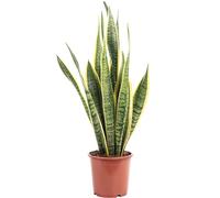 Langue de belle-mère - plante d'intérieur facile d'entretien, Sansevieria trifasciata Laurentii - Hauteur env. 45 cm, Pot Ø 14 cm