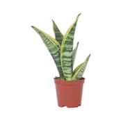 Langue de belle-mère - Sanseviera 'Futura Superba' - Hauteur 35-40cm - d12cm