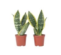 Langue de belle-mère - Set de 2 - Sansevieria Futura Superba - H35-40cm - d12cm