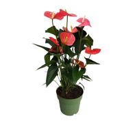 Langue de feu - Anthurium 'Maine Pink' - Hauteur 55-70cm - ø17cm