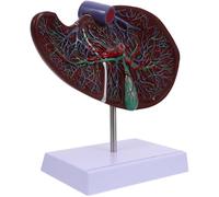 LAPYAPPE Modèle Anatomique Foie Humain Réaliste avec Base Maquette Médicale pour Enseignement Physiologie et Anatomie Outil Pédagogique pour Écoles et Universités