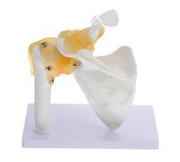 LAPYAPPE Modèle avec de en D'articulation Pédagogique L'épaule PVC Blanc Ligaments, Robuste Précis et pour Enseignement et