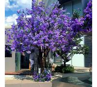Large Artificial Jacaranda Tree, Purple Flower Fake for Indoor & Outdoor Decor, Ideal for Wedding, Party, and Commercial Spaces(5mx4m)
