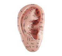 Laroal Modèle d'affichage de point d'acupuncture de l'oreille de 17 cm Modèle de point d'acupuncture de l'oreille souple en PVC