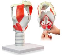Larynx Anatomy Model - Modèle fonctionnel du pharynx pour l'éducation médicale et l'apprentissage de la structure du cou