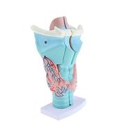 Larynx humain agrandi Modèle anatomique 3 parties