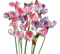 Lathyrus Odoratus Graines de fleurs de pois de senteur 10+ Légumes de pois bio Belle Plante Mix Couleur Fleur pour Jardin Jardin Plantation