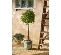 Laurier Arbre Artificiel Vert H120