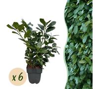 Laurier-cerise Prunus laurocerasus Etna - Haie - Feuille verte - 6 Plantes - 1 mètre linéaire - Persistant - 17cm x H50cm - Croissance rapide & entretien facile
