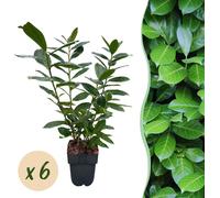 Laurier-cerise Prunus laurocerasus Novita - Plante pour haie - Feuille verte - 6 plantes - 1 mètre linéaire - Feuillage persistant - 17 cm Hauteur 50 cm - Résistant au froid & facile d'entretien