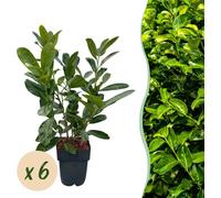 Laurier-cerise Prunus laurocerasus Rotundifolia - Pervenche - Plante pour haie - Feuille verte - 6 plantes - 1 mètre linéaire - 17 cm Hauteur 50 cm