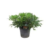 Laurier daustralie pittosporum nanum -3