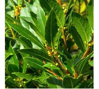 Laurier du Portugal Angustifolia - Prunus lusitanica Angustifolia 40cm en pot