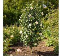 Laurier rose Blanc 40/60cm Pot 3L - Nerium oleander