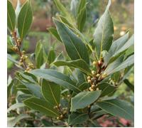 Laurier Sauce - Prêt à consommer