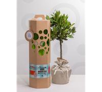 Laurier sur tige à planter - un arbre d’exception pour un cadeau unique