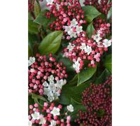 Laurier tin 'gwenllian' taille du pot -