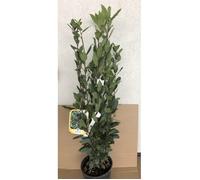 Laurus nobilis - Laurier, Laurier Noble, Laurier Sauce 25-30 cm en pot
