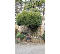 Laurus nobilis/Laurier sauce/Conteneur de 3 à 4 litres/Aromatique