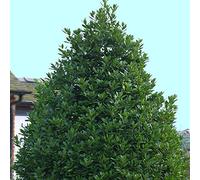 Laurus nobilis - Laurier sauce - Laurier d'Apollon - Laurier noble