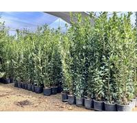 Laurus Nobilis - Laurus Nobilis - Arbuste à feuilles persistantes - 160 cm - Résistant à l'hiver - Pot de 10 l - Plante en pot de qualité supérieure pour jardin et terrasse - Laurier aromatique aux