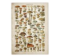 LAVALINK Art Affiche Vintage Fleur Floral Collections Jardin Botanique De Champignons Plantes Identification Référence Graphique Schéma Décorations
