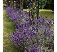 Lavande 'Dwarf Munstead' Lavendula