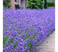Lavande - Lavandula angustifolia Lavande vraie Hidcote