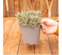 Lavande Officinale - Plante ornementale parfumée | Plante Fraîche Cuisine Aromathérapie Facile à Cultiver