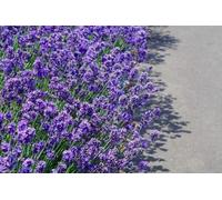 Lavande vraie - Lavandula angustifolia Hidcote 100 Graines