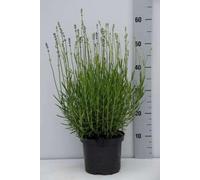 Lavandula ang. 'Dwarf Blue' - Lavande Fine 'Dwarf Blue', Lavande À Feuilles Étroites En pot 3 litre