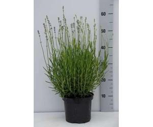 Lavandula ang. 'Dwarf Blue' - Lavande Fine 'Dwarf Blue', Lavande À Feuilles Étroites En pot 3 litre