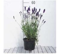Lavandula ang. 'Hidcote' - Lavande - Conteneur 2 litres