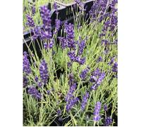 Lavandula ang. 'Hidcote' - Lavande Fine 'Hidcote' , Lavande À Feuilles Étroites En pot 2 litre