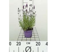 Lavandula ang. 'Munstead' - Lavande - Container 1.5 litre