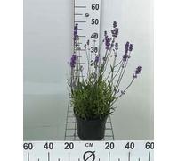 Lavandula ang. 'Munstead' - Lavande - Conteneur 3 litres