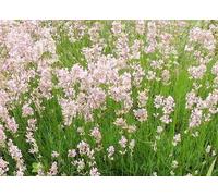 Lavandula ang. rosea' - Lavande - Contenant 1.5 litres