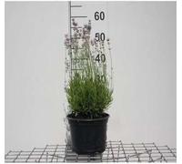 Lavandula ang. 'Rosea' - Lavande - Conteneur 3 litres