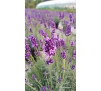 Lavandula angustifolia 'Anna'® / Lavande Vraie 'Anna'® / Conteneur de 2 à 2.9 litres