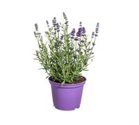 Lavandula angustifolia - Lavande | 8 pièces - 30-40cm - Ø13cm - Plante de jardin