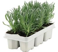 Lavandula FloraSelf Lavandula angustifolia 5-20 cm