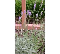 Lavandula int. 'Alba' - Lavande - Conteneur 2 litres
