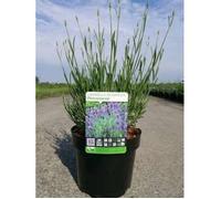Lavandula int. 'Phenomenal'® (niko) - Lavande 'Phenomenal'® En pot 3 litre