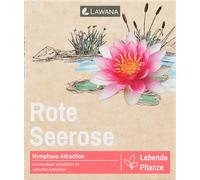 LAWANA Ninfea Natura - Coco "Attraction" - 1 pcs