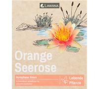 LAWANA Ninfea Natura - Coco "Sioux" - 1 pcs