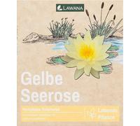 LAWANA Ninfea Natura - Coco "Sulphurea" - 1 pcs